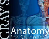 Image of Grays Anatomi For Student